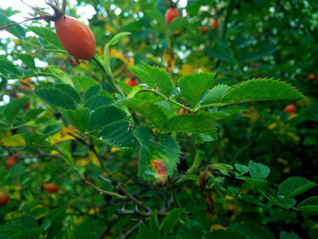 450x338  50 KB. Big one: 4160x3120  3623 KB