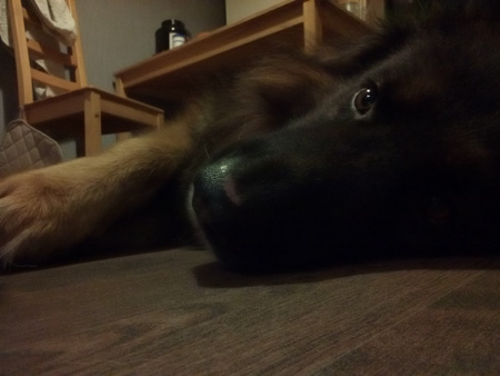 450x338  42 KB. Big one: 2560x1920  1011 KB