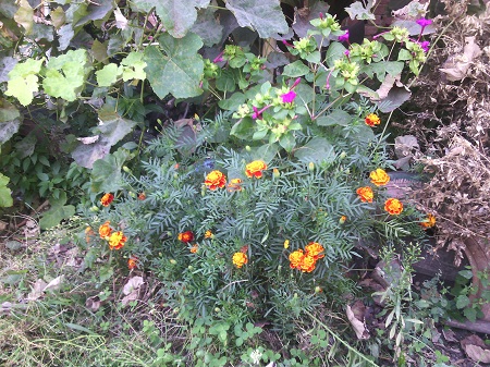 450x337  129 KB. Big one: 2560x1920  1874 KB