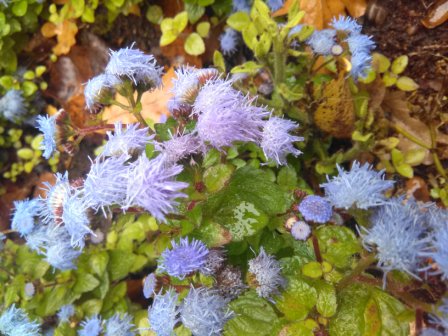 448x336  55 KB. Big one: 3264x2448  1335 KB