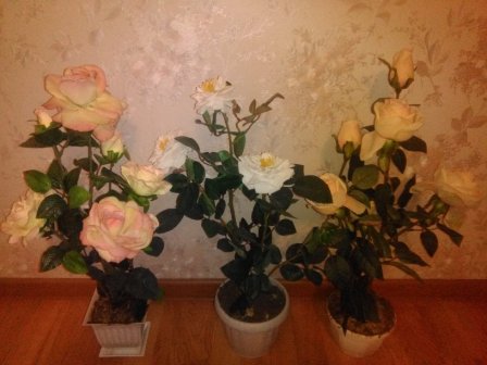 448x336  37 KB. Big one: 3264x2448  1461 KB