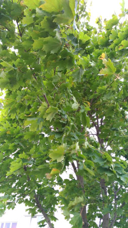 253x450  52 KB. Big one: 2620x4656  2775 KB