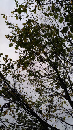 253x450  53 KB. Big one: 2620x4656  3113 KB