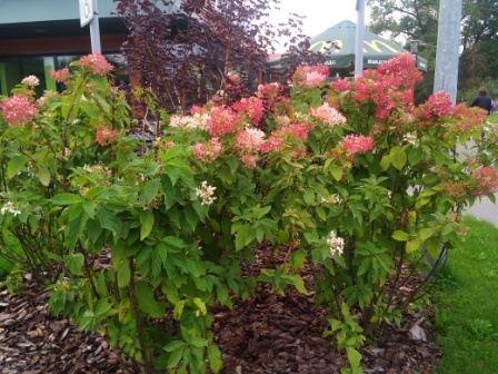 448x336  101 KB. Big one: 4160x3120  5836 KB