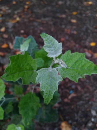 336x448  53 KB. Big one: 3120x4160  3181 KB