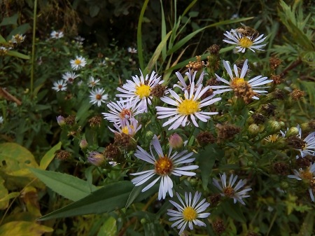 450x337  69 KB. Big one: 3264x2448  1972 KB