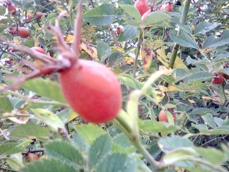 450x338  48 KB. Big one: 2304x1728  1439 KB