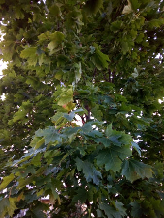 338x450  58 KB. Big one: 3120x4160  2161 KB