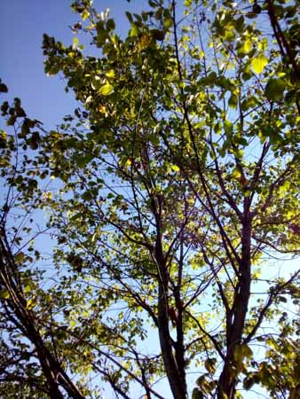 338x450  51 KB. Big one: 3120x4160  3406 KB