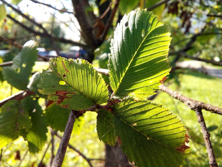 450x338  59 KB. Big one: 4160x3120  2236 KB