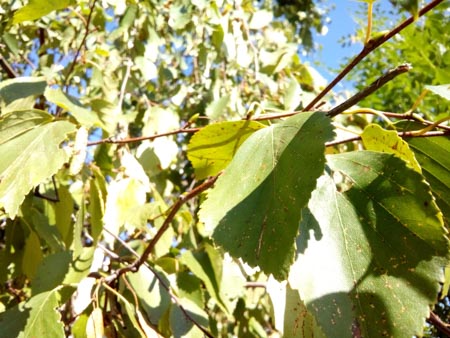 450x338  52 KB. Big one: 4160x3120  2122 KB