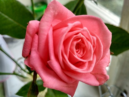 450x337  46 KB. Big one: 4160x3120  2757 KB