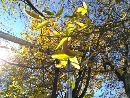 450x337  124 KB. Big one: 4160x3120  7645 KB