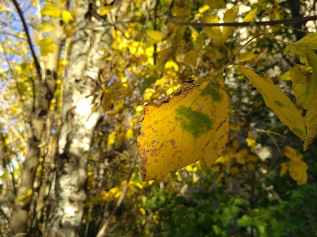 450x337  71 KB. Big one: 4160x3120  3704 KB