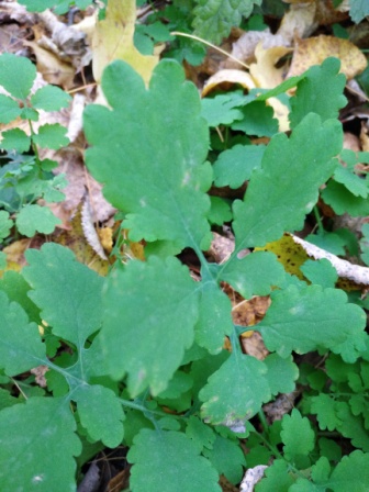 336x448  76 KB. Big one: 3456x4608  4550 KB