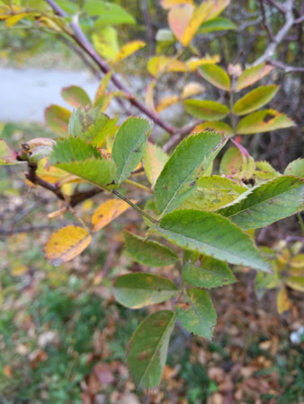 338x450  58 KB. Big one: 3456x4608  3541 KB