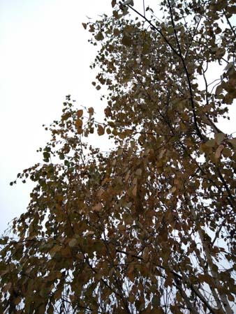 338x450  54 KB. Big one: 3456x4608  5716 KB