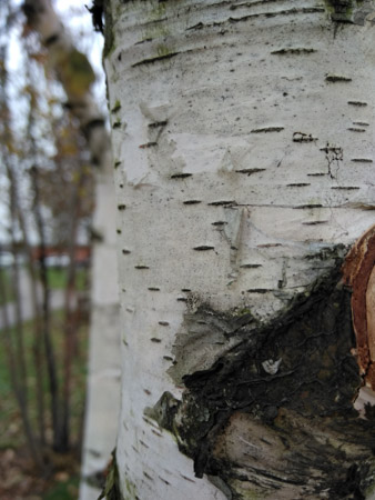 338x450  52 KB. Big one: 3456x4608  3874 KB