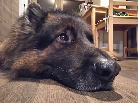 450x338  52 KB. Big one: 3264x2448  2200 KB