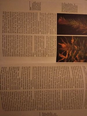 300x399  25 KB. Big one: 3456x4608  4120 KB