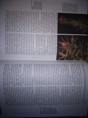 300x399  24 KB. Big one: 3456x4608  3201 KB