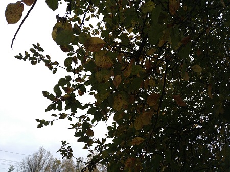 450x337  80 KB. Big one: 5312x3984  5577 KB