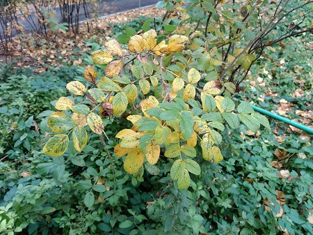 450x337  105 KB. Big one: 5312x3984  7439 KB