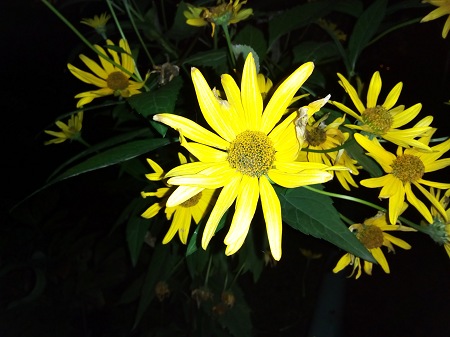 450x337  54 KB. Big one: 4160x3120  2299 KB