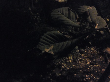 450x337  34 KB. Big one: 4160x3120  1597 KB