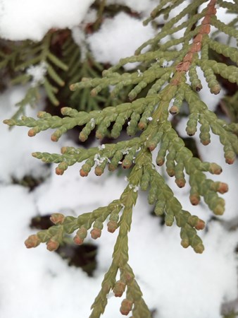 338x450  56 KB. Big one: 2448x3264  1442 KB