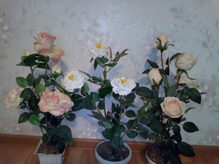 450x338  56 KB. Big one: 3264x2448  1869 KB