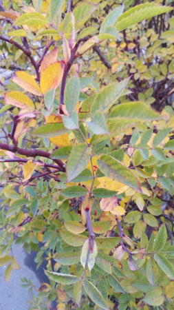 253x450  49 KB. Big one: 1872x3328  2456 KB