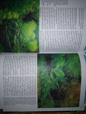 300x399  31 KB. Big one: 2448x3264  3902 KB