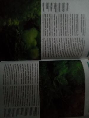 300x399  17 KB. Big one: 2448x3264  1601 KB