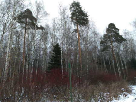 450x338  60 KB. Big one: 4656x3492  4865 KB