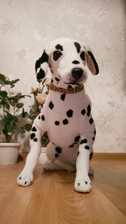 252x448  55 KB. Big one: 1512x2688  1208 KB