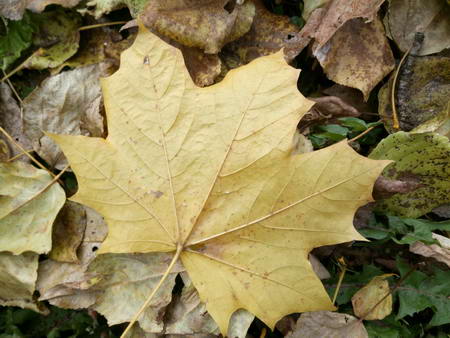 450x338  48 KB. Big one: 4160x3120  4602 KB