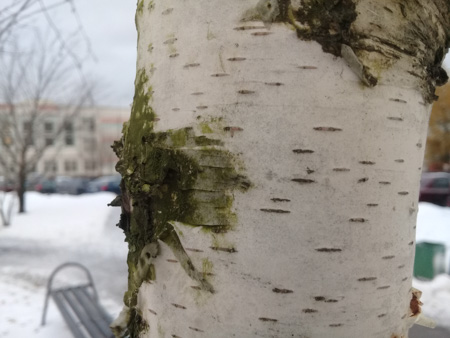 450x338  53 KB. Big one: 3264x2448  1746 KB