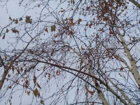 450x338  49 KB. Big one: 3264x2448  3690 KB