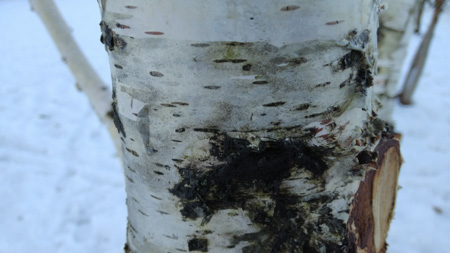 450x253  45 KB. Big one: 4608x2592  2723 KB