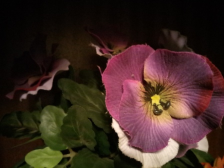 448x336  53 KB. Big one: 4160x3120  3419 KB