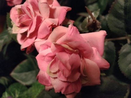 448x336  54 KB. Big one: 4608x3456  3571 KB