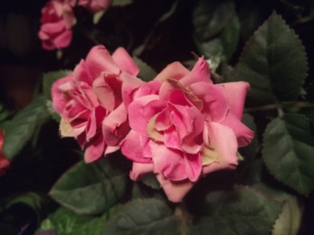 448x336  50 KB. Big one: 4608x3456  3166 KB