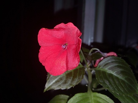 450x337  32 KB. Big one: 4224x3168  2871 KB