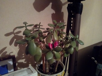 337x253  167 KB. Big one: 4608x3456  4854 KB