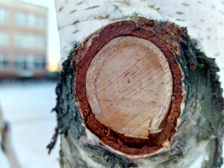 450x338  54 KB. Big one: 4160x3120  2258 KB