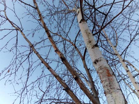 450x338  52 KB. Big one: 4160x3120  2948 KB