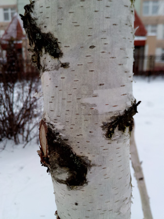 338x450  58 KB. Big one: 3120x4160  3512 KB