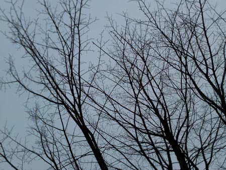 450x338  60 KB. Big one: 4160x3120  5901 KB