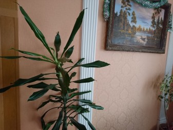 337x253  72 KB. Big one: 5520x4140  6560 KB